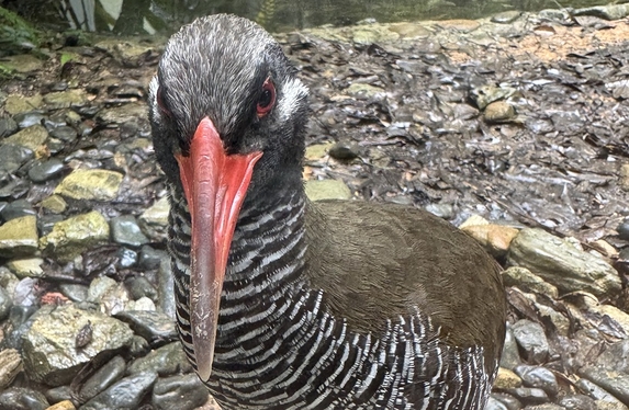 ヤンバルクイナってご存知ですか？